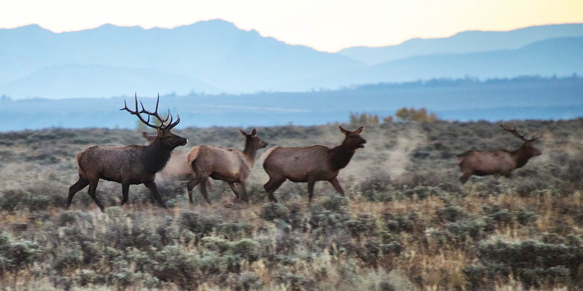 Elk Grand Teton National Park